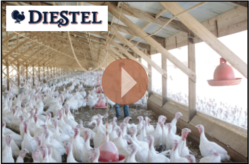 Diestel Farms Turkey Video